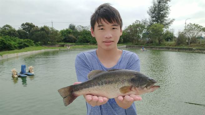 金门农工职校养殖科师生培育加州鲈鱼有成，每每收成都引起不少饕客慕名而来抢购尝鲜。(图／民眾提供)