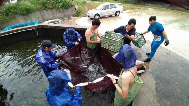 学生们熟练的下网、围网、起网，活蹦乱跳的鲈鱼在网中溅起水花四射。(图／民眾提供)