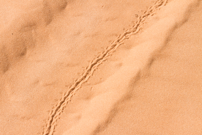 澳洲一名网友在沙地发现诡异足迹，起初以为是蛇的爬行痕迹，但专家表示，这应该是鱷鱼的脚印。(示意图/达志影像)