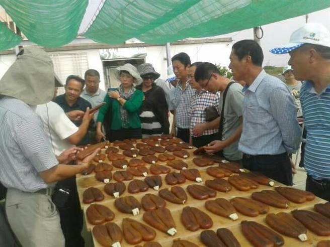 云林县长张丽善欢迎外国朋友来云林闻闻乌鱼子的海味。（本报资料照片）