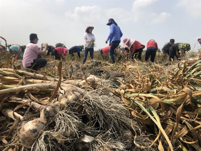 云林县长张丽善欢迎外国朋友来云林闻闻特有的蒜头味。（周丽兰摄）