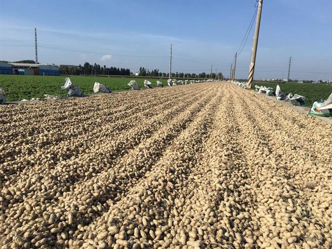 云林县长张丽善欢迎外国朋友来云林闻闻花生味。（周丽兰摄）