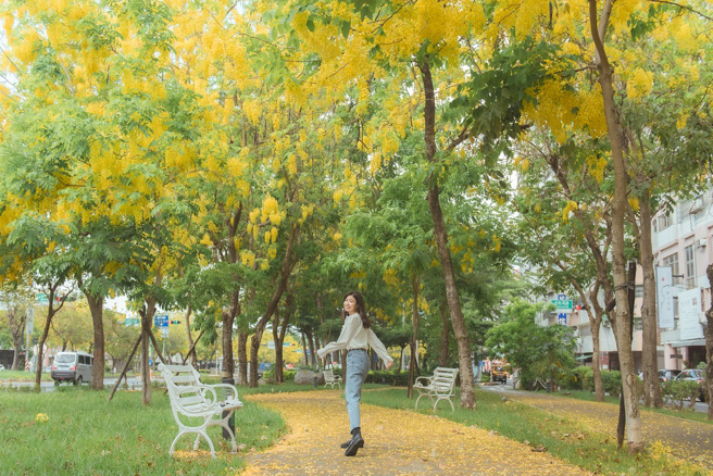 世贤路上的阿勃勒黄金雨。（图/嘉义市政府提供）