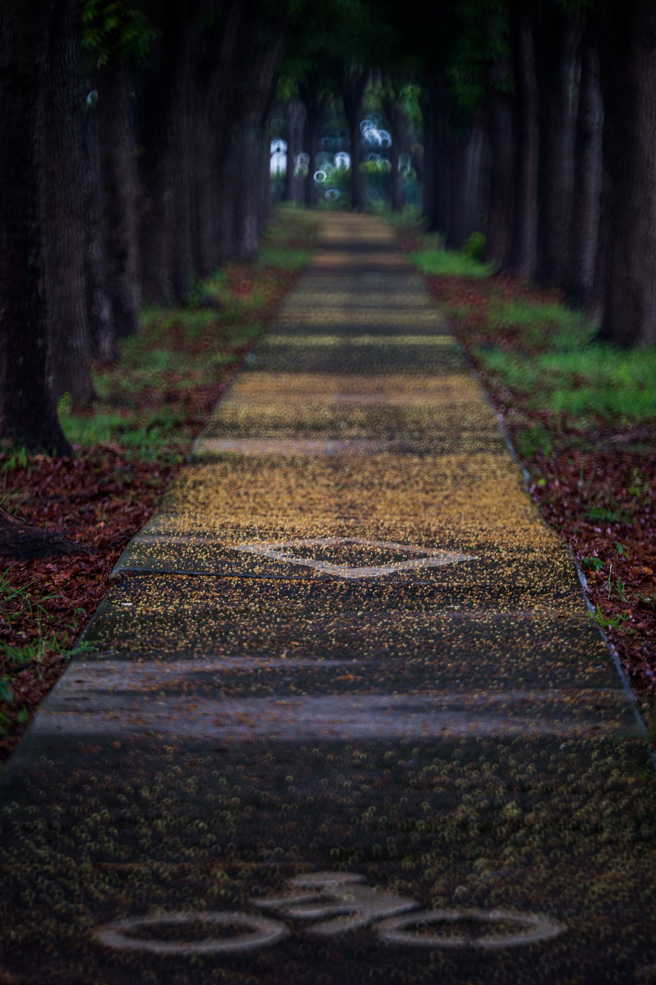 世贤路自行车道景观。（图/嘉义市政府提供）