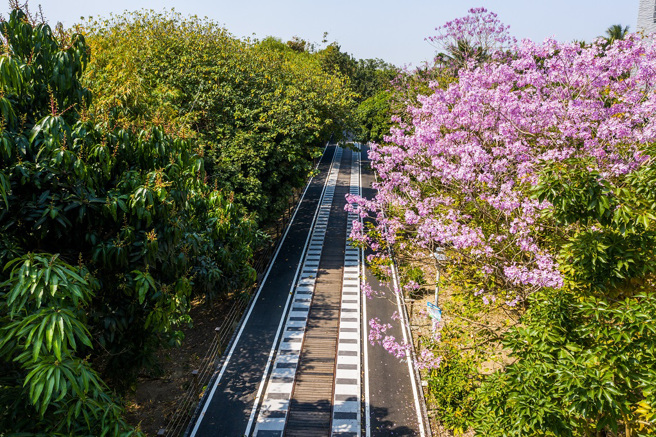 世贤路上的洋红风铃木。（图/嘉义市政府提供）