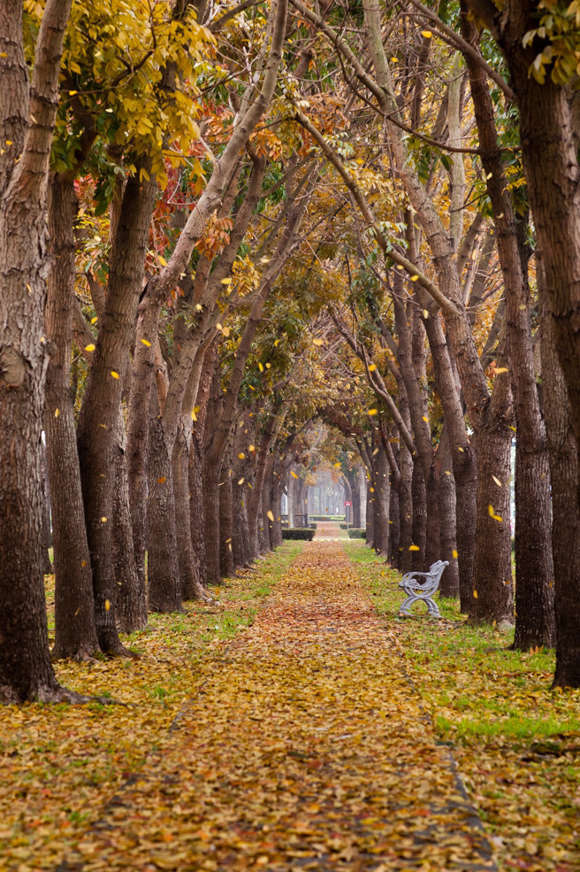 世贤路桃花心木落叶美景。（图/嘉义市政府提供）