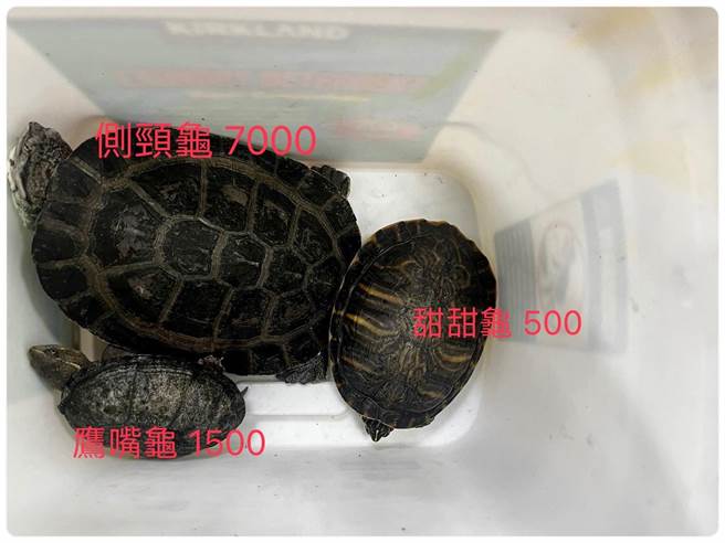 遭竊的3隻烏龜已發還飼主。（警方提供）