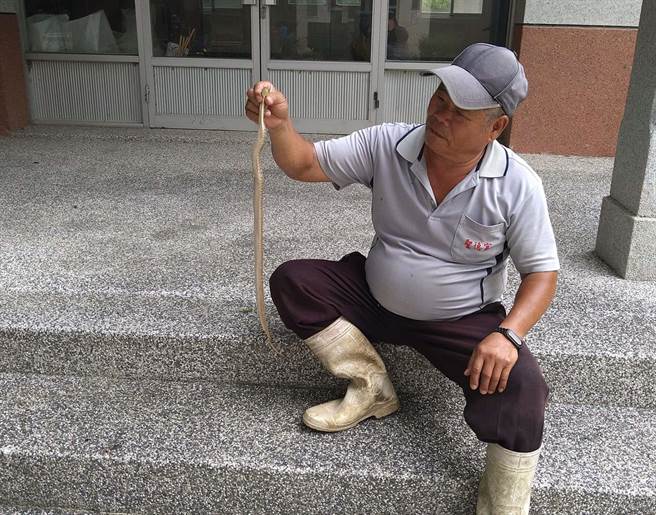 雲林縣北港糖廠蛇隻出沒，臭青母（見圖）最常見其次是眼鏡蛇。（蘇立吉提供／張朝欣雲林傳真）