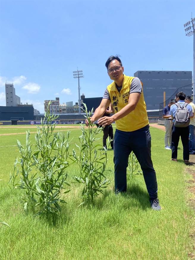 新竹市议会棒球场改善监督小组21日再次进到球场了解现况，结果竟发现内外野的野草已长的比半个成年人还高。（林彦甫提供／陈育贤新竹传真）