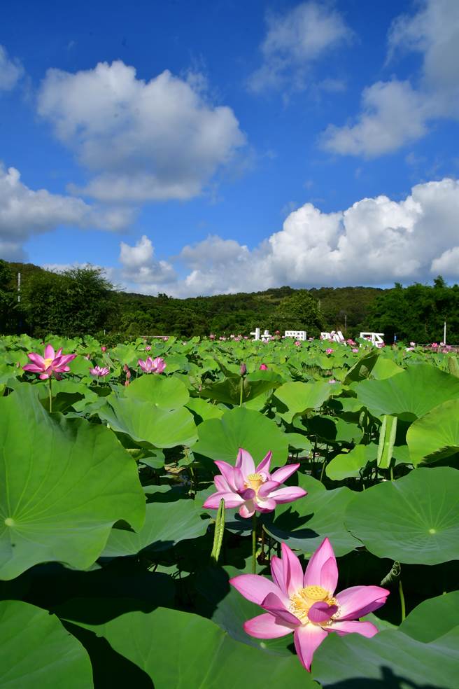 荷花盛开。（张麦斯提供／李京升苗栗传真）