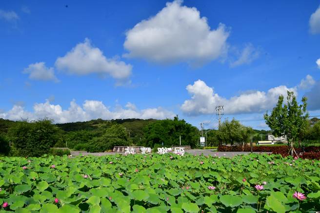 荷花盛开搭配蓝天白云美不胜收。（张麦斯提供／李京升苗栗传真）
