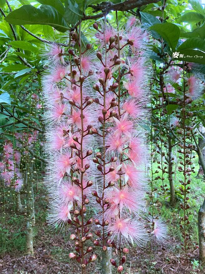 穗花棋盘脚将再7月接力绽放。（张麦斯提供／李京升苗栗传真）