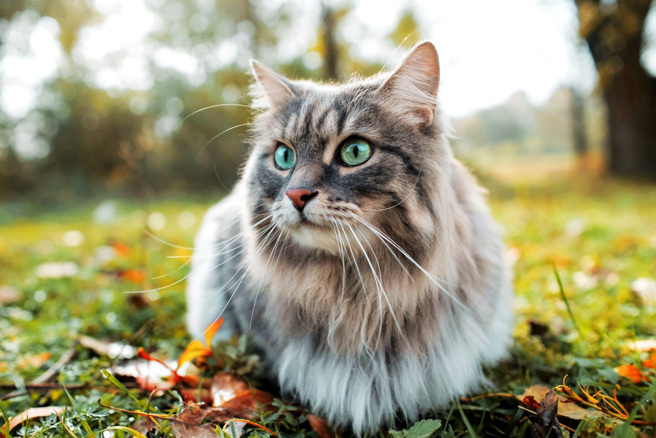 25歲王姓男子去年5月被朋友的貓抓傷，他竟氣到把貓抓起來往牆壁摔3次，導致貓咪死亡，遭桃園地院判處拘役50天、罰金20萬。（示意圖／shutterstock）