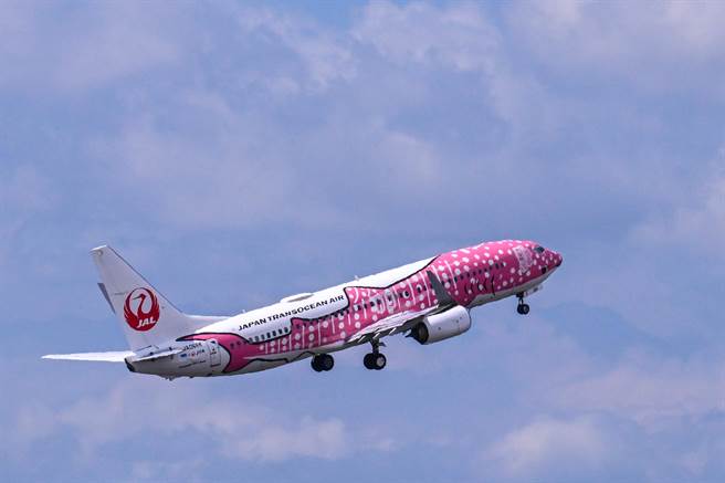 端午節連續假期第一天，日本越洋航空鯨鯊彩繪機首航桃園機場，吸引不少航空迷前往朝聖拍攝，桃紅色鯨鯊彩繪機身搭配著櫻花點綴的圖樣，絕對是航空迷們必須收藏。（陳麒全攝）