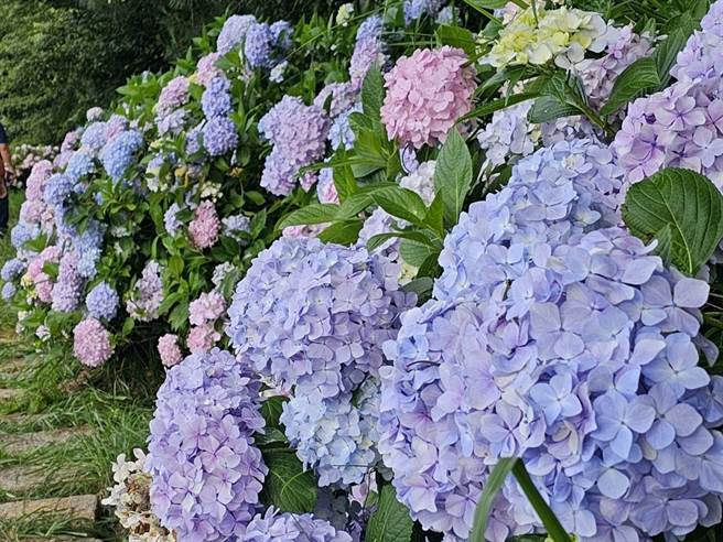 端午連假正值武陵農場繡球花季盛開綻放，尤其不少「巨無霸」型繡球花球直徑可達40公分，武陵農場副場長胡發韜22日表示，最佳賞花期約6月下旬至7月中旬。（武陵農場提供／潘虹恩台中傳真）