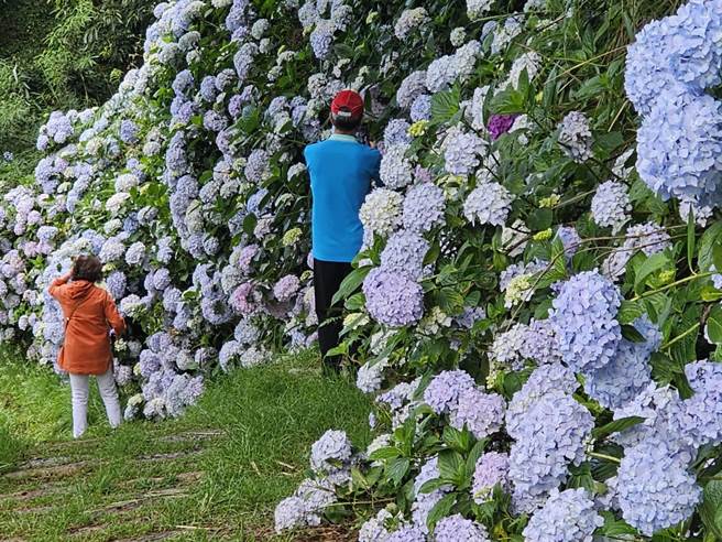 武陵農場繡球花正盛，吸引不少民眾前往賞花，而台灣唯一保育類、最漂亮的「虹彩叩頭蟲」也現身花海中，令遊客驚喜連連。（武陵農場提供／潘虹恩台中傳真）