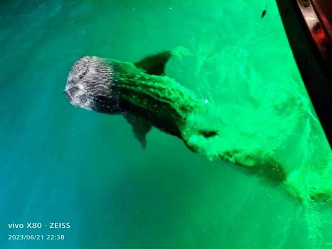 基隆市的娱乐渔船21日晚间载着十余名钓客出海垂钓，却意外在基隆屿海域发现鲸鲨共游。（项彦豪提供／张志康基隆传真）