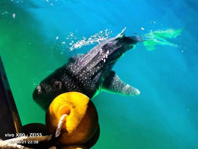 基隆市的娱乐渔船21日晚间载着十余名钓客出海垂钓，却意外在基隆屿海域发现鲸鲨共游。（项彦豪提供／张志康基隆传真）