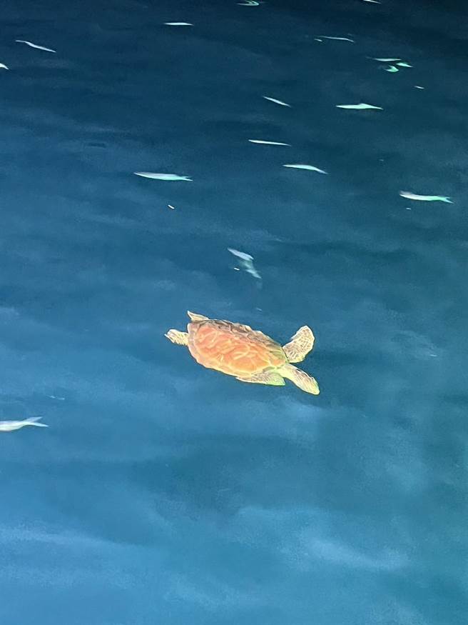 除了鲸鲨外，近年来海龟也在基隆附近海域愈来愈常见了。（项彦豪提供／张志康基隆传真）