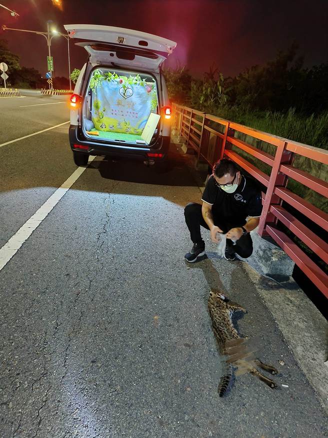 彰化鹿港21日晚间惊传石虎遭路杀，热心民眾通知礼仪公司协助，送到南投集集特有生物研究保育中心，中心主任杨嘉栋证实，经兽医师检伤初步判断为路杀，是一只刚成年的公石虎，体重约4.5公斤，刚长大开始要拓展领域。（黄郁涵提供／吴建辉彰化传真）