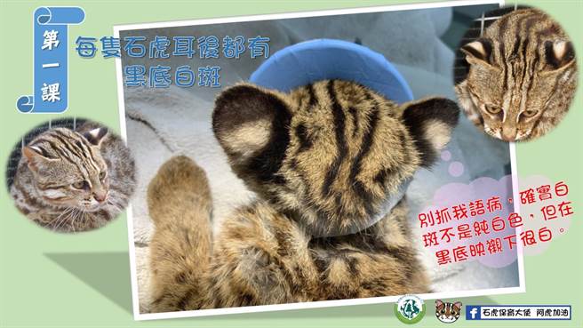 如何辨别石虎，特生中心说每只石虎耳后都有黑底白斑。（翻摄石虎保育大使阿虎加油／吴建辉彰化传真）