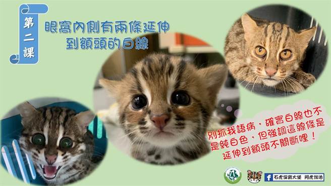 石虎眼窝内侧有２条延伸到额头的白线。（翻摄石虎保育大使阿虎加油／吴建辉彰化传真）