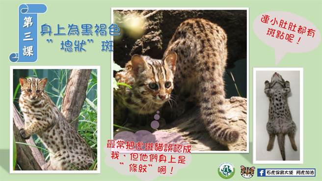 石虎身上为黑褐色「块状」斑。（翻摄石虎保育大使阿虎加油／吴建辉彰化传真）