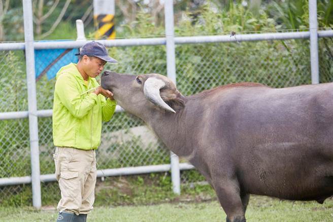 云林县土库镇水牛安养中心扩大规模，让更多水牛安养天年。（林家良提供／张朝欣云林传真）