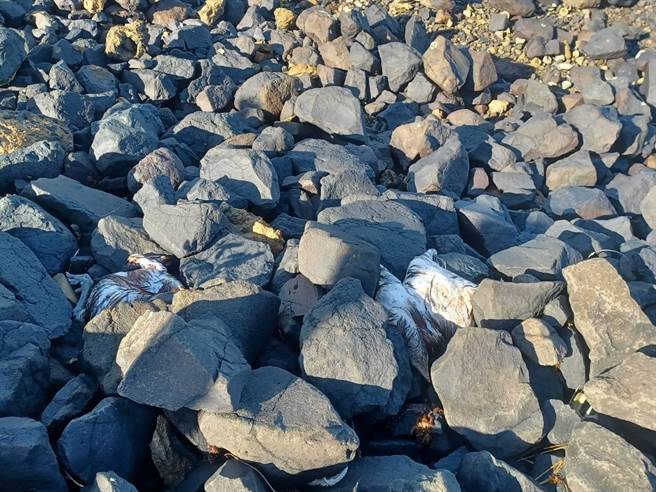 鸡尸就横陈在石堤堤岸旁。（民眾提供／许逸民澎湖传真）