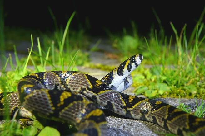 日前大雪山就出现了珍稀保育类的「高砂蛇」，游客看到高砂蛇出没都惊嘆不已，直呼幸运。（东势林管处提供／张亦惠台中传真）