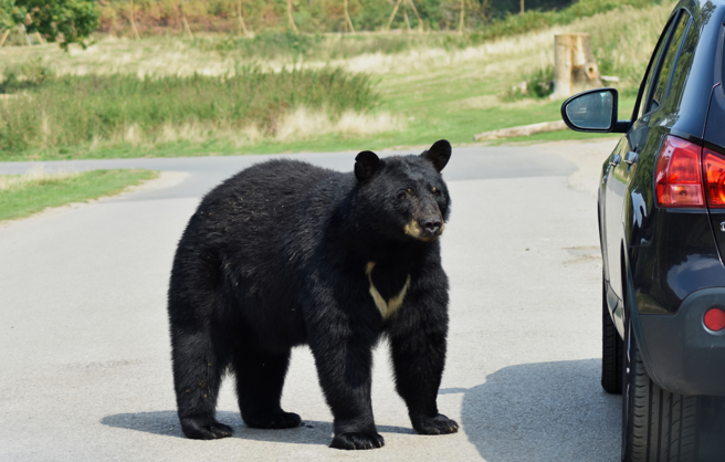 美国一名网红日前和家人到山区度假，没想到半夜却遇到黑熊钻进汽车，发狂大闹一番，所幸最后人熊都平安脱身。（示意图／Shutterstock）