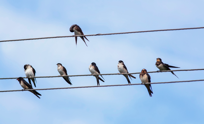 威力彩6.8亿元头彩在端午节这天开出，嘉义县六脚乡蒜头村的「好彩运电脑彩券行」 业者，透露前几天电线杆上站了一排燕子，还正好排出V字型，有客人预言会开出头彩，没想到真的开出最大奖！（示意图／达志影像）