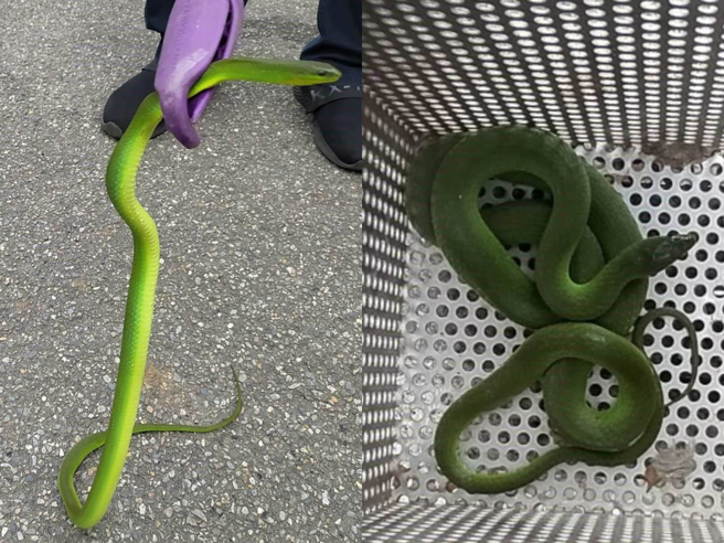 动保员以蛇铗将青蛇由塑胶桶移置蛇笼。（新北市动保处提供）