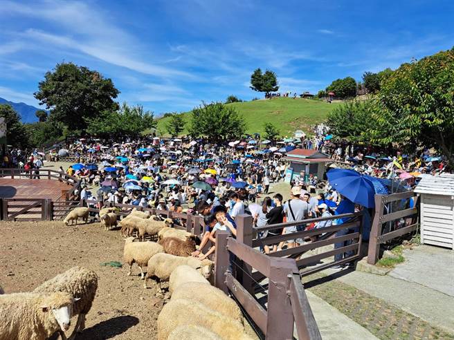 端午连假第2天一早就有2500人涌进清境农场青青草原观赏绵羊秀。（清境农场提供／杨静茹南投传真）