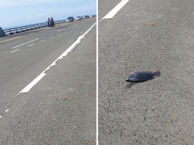 台东南迴线上凭空出现1条活鱼，台东热心民眾谢蓝保研判「这一定是端午家族聚餐，有掉落的村民请到396K认领」。（读者谢蓝保提供／蔡旻妤台东传真）