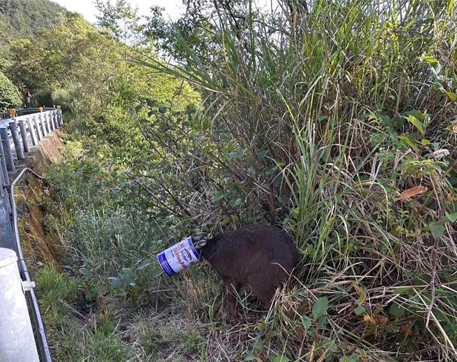 新中横公路边有一只长鬃山羊的头卡在油漆罐中，玉山国家公园塔塔加管理站人员获报展开救援。（玉山国家公园提供／杨静茹南投传真）