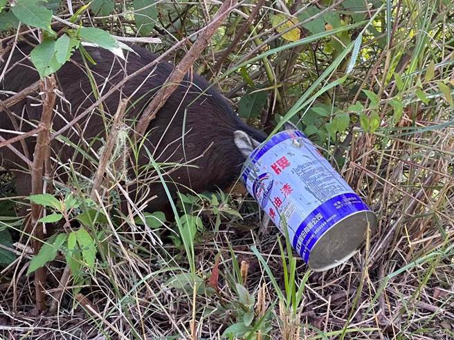 长鬃山羊可能想喝油漆桶里头的积水，或是被油漆桶的气味吸引，疑似好奇心驱使，造成头卡油漆桶。（玉山国家公园提供／杨静茹南投传真）