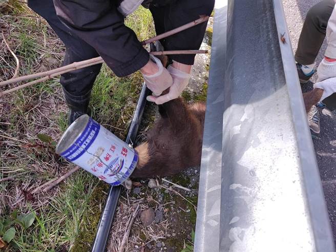 担心长鬃山羊受惊扰横衝直撞坠谷，3名壮汉将山羊安置在路边，盖上保定大布料抬上车。（玉山国家公园提供／杨静茹南投传真）