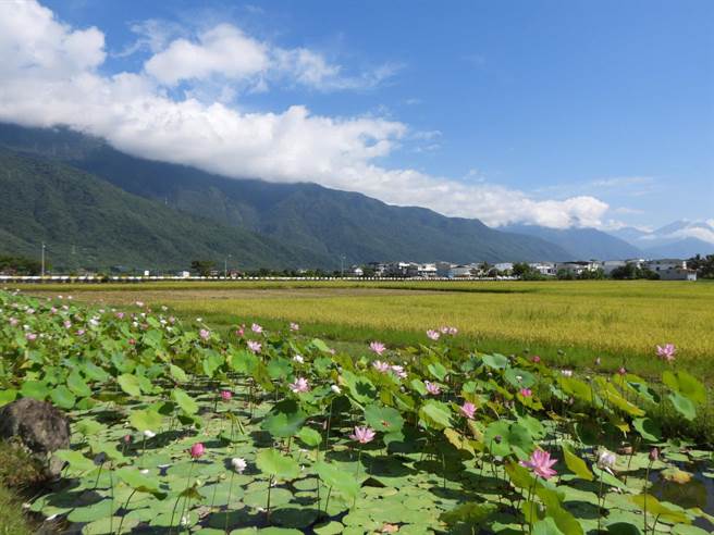 花莲县新城乡龙泉公园生态池中的荷花随盛夏艷阳持续绽放，且一旁还有金黄稻浪映衬眼帘，彷佛置身世外桃源，吸引许多摄影爱好者前往捕捉优美的景象。（罗亦晽摄）