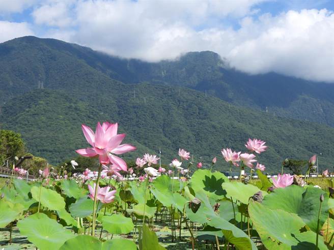 花莲县新城乡龙泉公园生态池中的荷花随盛夏艷阳持续绽放，粉红花朵点缀在一片绿油油的荷叶中，画面显得可爱，吸引许多摄影爱好者前往捕捉优美的景象。（罗亦晽摄）