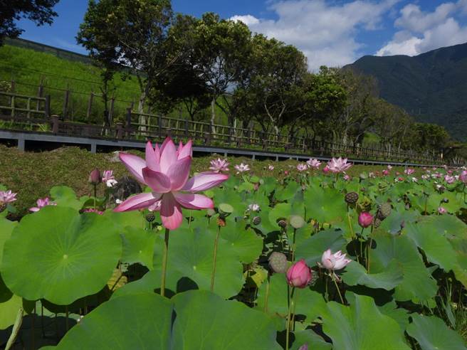 花莲县新城乡龙泉公园生态池中的荷花随盛夏艷阳持续绽放，粉红花朵点缀在一片绿油油的荷叶中，画面显得可爱，吸引许多摄影爱好者前往捕捉优美的景象。（罗亦晽摄）