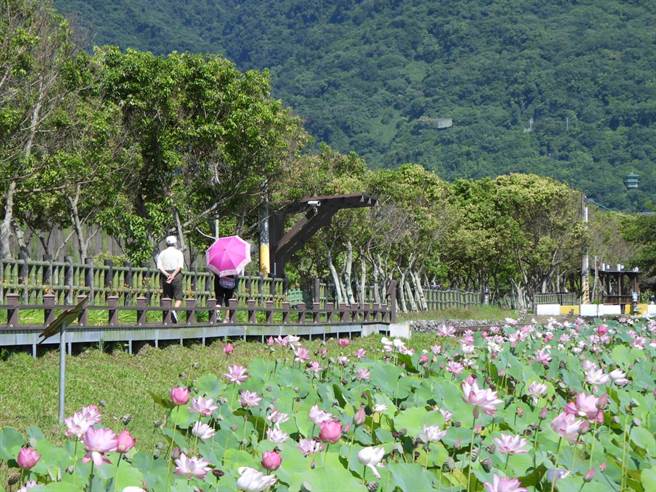 花莲县新城乡龙泉公园生态池中的荷花随盛夏艷阳持续绽放，粉红花朵点缀在一片绿油油的荷叶中，画面显得可爱，吸引许多摄影爱好者前往捕捉优美的景象。（罗亦晽摄）