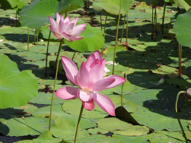 花莲县新城乡龙泉公园生态池中的荷花随盛夏艷阳持续绽放，粉红花朵点缀在一片绿油油的荷叶中，画面显得可爱，吸引许多摄影爱好者前往捕捉优美的景象。（罗亦晽摄）