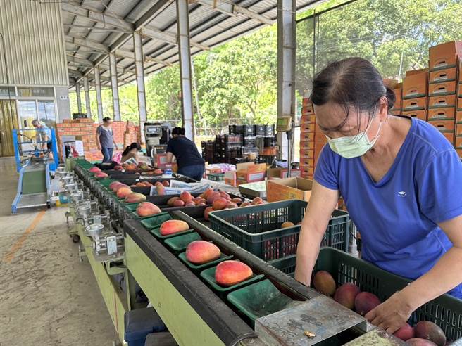 台南市农业局推出的芒果快闪专车，载送的是南化外销等级的芒果。（台南市农业局提供／程炳璋台南传真）