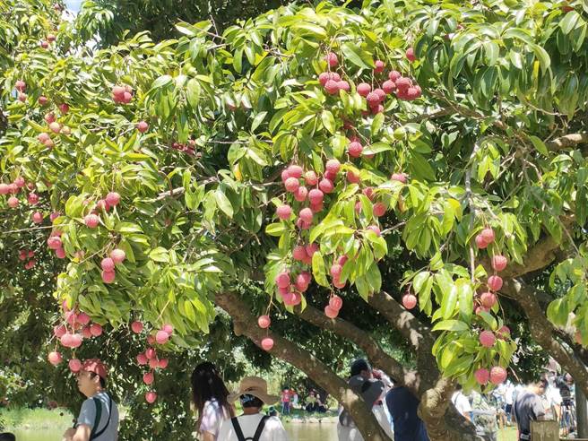 夏季是荔枝盛產的季節，台中市定古蹟摘星山莊內2株百年荔枝轉紅，結出一串串紅透飽滿的果實。（潘虹恩攝）