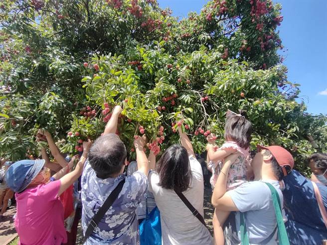 摘星山莊24日推出荔枝節「許一個荔夏幸福」採果活動，現場親子合力搶摘荔枝。（潘虹恩攝）