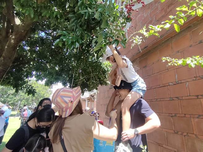 摘星山莊24日推出荔枝節「許一個荔夏幸福」採果活動，爸爸揹起孩子，爭取採摘更高處的荔枝。（潘虹恩攝）