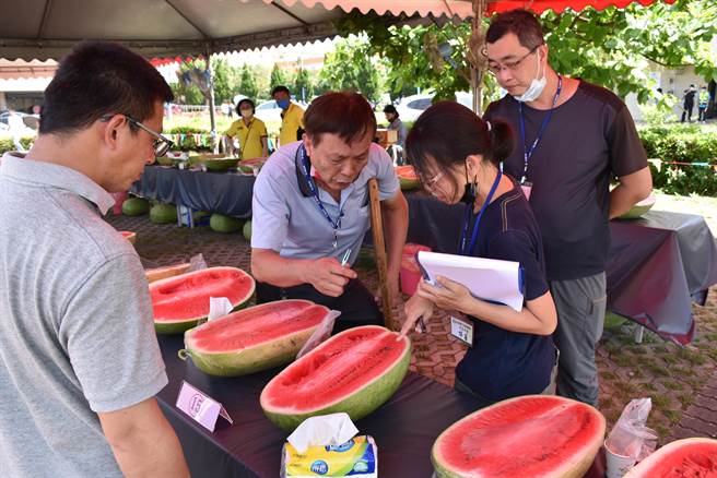 竹南镇农会24日举办竹南西瓜节，并举办西瓜评鑑大赛。（谢明俊摄）