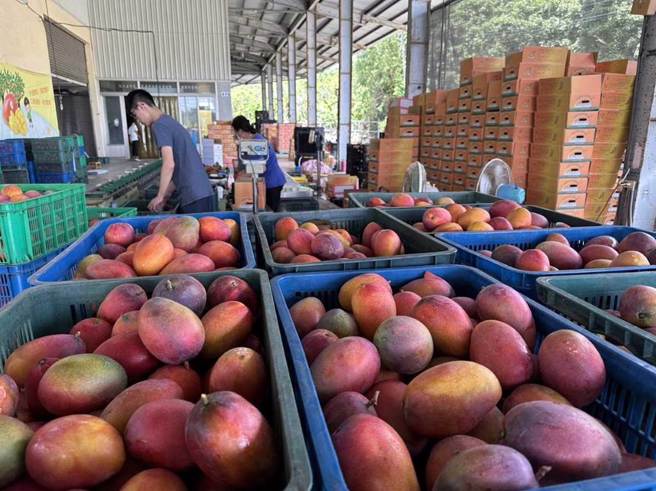 农业局推出芒果快闪专车，行销南化外销等级芒果。（台南市农业局提供／程炳璋台南传真）