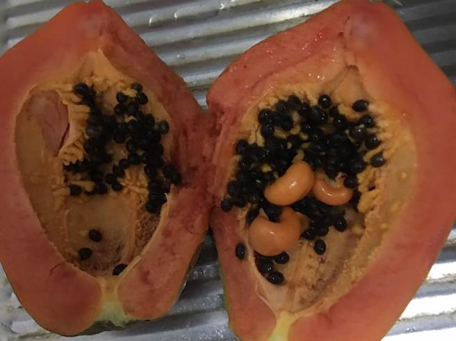 蔡姓民眾切开第3颗木瓜，发现果腔还有3颗小木瓜。（蔡姓民眾提供／孙英哲彰化传真）